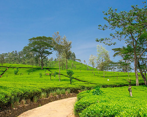 Kandy I Nuwaraeliya
