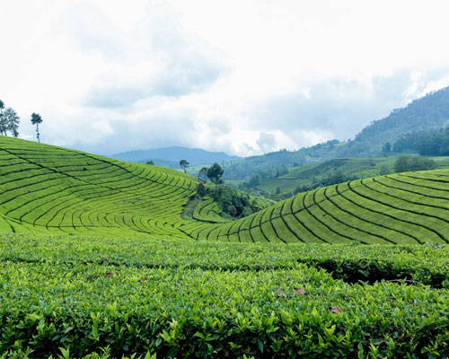 Kandy – Nuwara Eliya